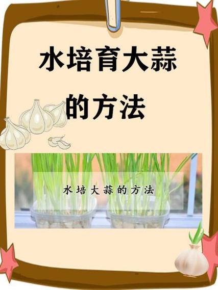 水培大蒜怎样能快速长高?-第3张图片-吾爱花网 水培大蒜怎样能快速长高?-第3张图片-吾爱花网