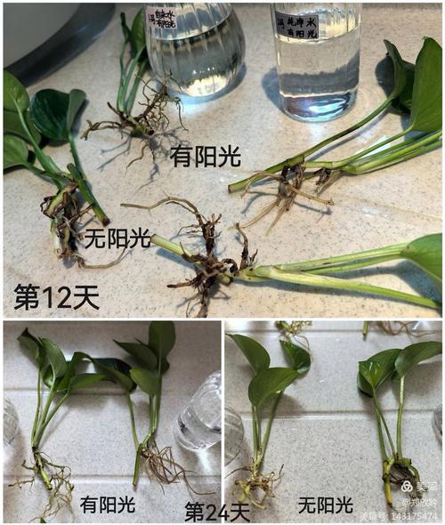水培绿萝和土栽哪个季节更适合?-第1张图片-吾爱花网 水培绿萝和土栽哪个季节更适合?-第1张图片-吾爱花网