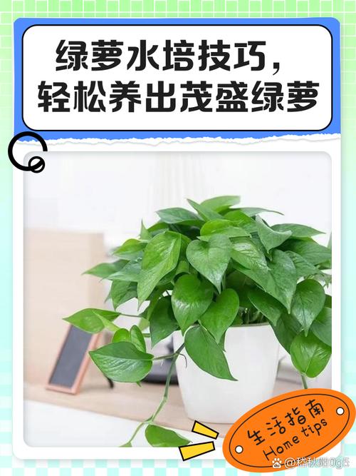 水培绿萝和土栽哪个季节更适合?-第2张图片-吾爱花网 水培绿萝和土栽哪个季节更适合?-第2张图片-吾爱花网