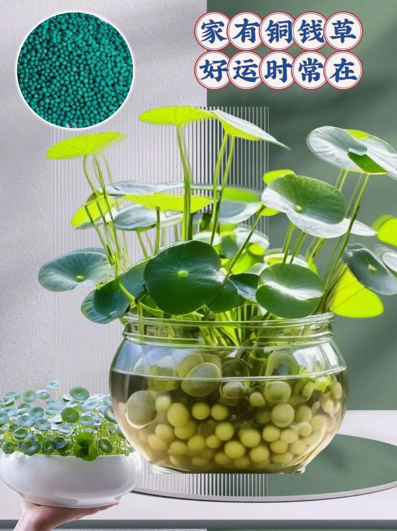 金钱草水培土培哪个更适合?-第3张图片-吾爱花网 金钱草水培土培哪个更适合?-第3张图片-吾爱花网