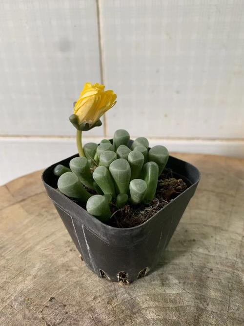 多肉五十玉玲发芽要多久?-第1张图片-吾爱花网 多肉五十玉玲发芽要多久?-第1张图片-吾爱花网