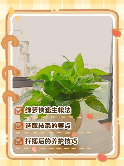 土培绿萝水培方法有何不同?-第2张图片-吾爱花网 土培绿萝水培方法有何不同?-第2张图片-吾爱花网