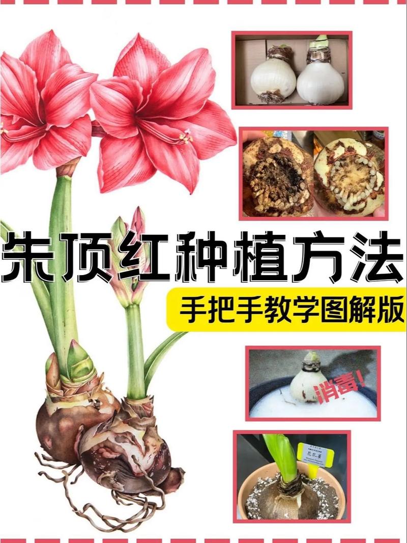 朱顶红水培土培哪个更优?-第1张图片-吾爱花网 朱顶红水培土培哪个更优?-第1张图片-吾爱花网