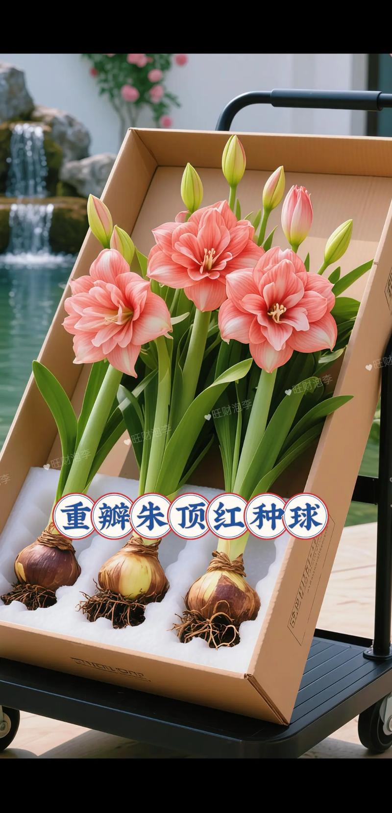 朱顶红水培土培哪个更优?-第3张图片-吾爱花网 朱顶红水培土培哪个更优?-第3张图片-吾爱花网