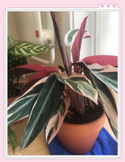 彩色竹芋水培能活吗？-第1张图片-吾爱花网