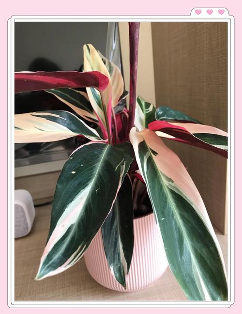 彩色竹芋水培能活吗？-第2张图片-吾爱花网