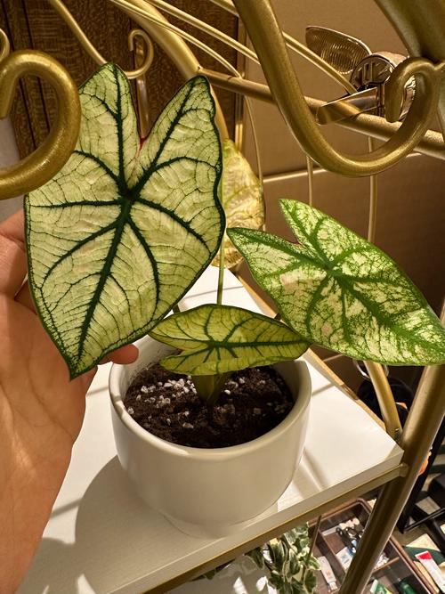 彩色竹芋水培能活吗？-第3张图片-吾爱花网