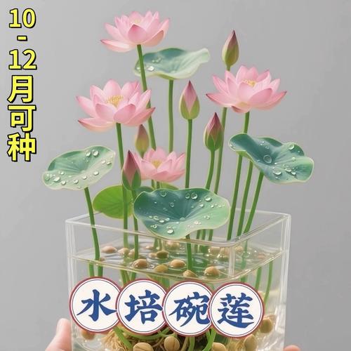 水培荷花VS碗莲，到底哪个更好养？-第2张图片-吾爱花网