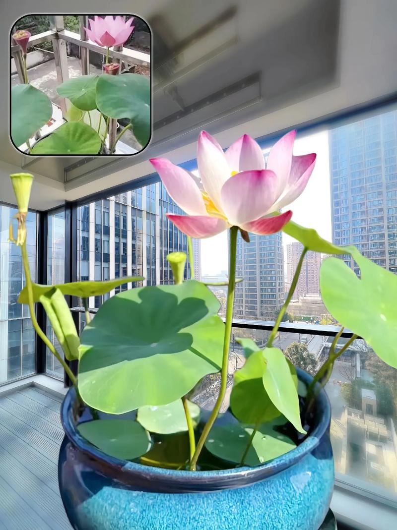 水培荷花VS碗莲，到底哪个更好养？-第1张图片-吾爱花网