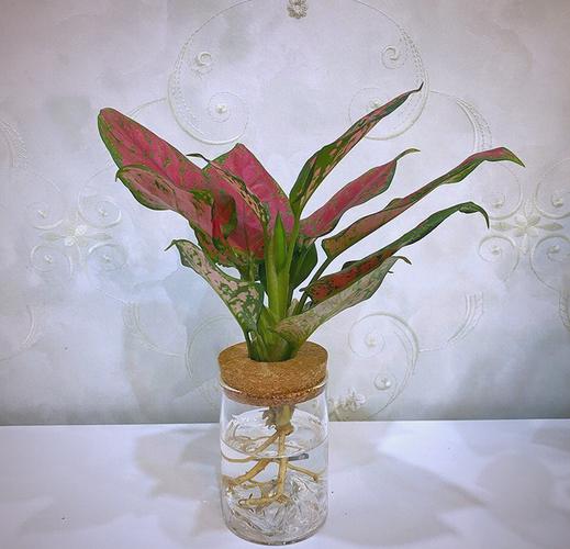 如意绿植水培要修根吗？-第1张图片-吾爱花网