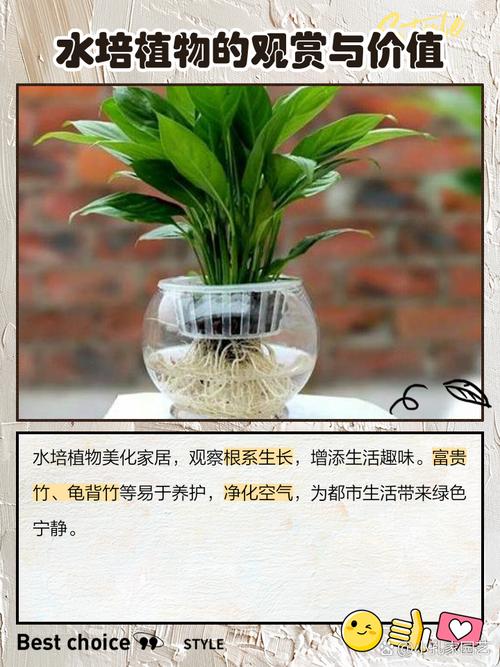 如意绿植水培要修根吗？-第3张图片-吾爱花网