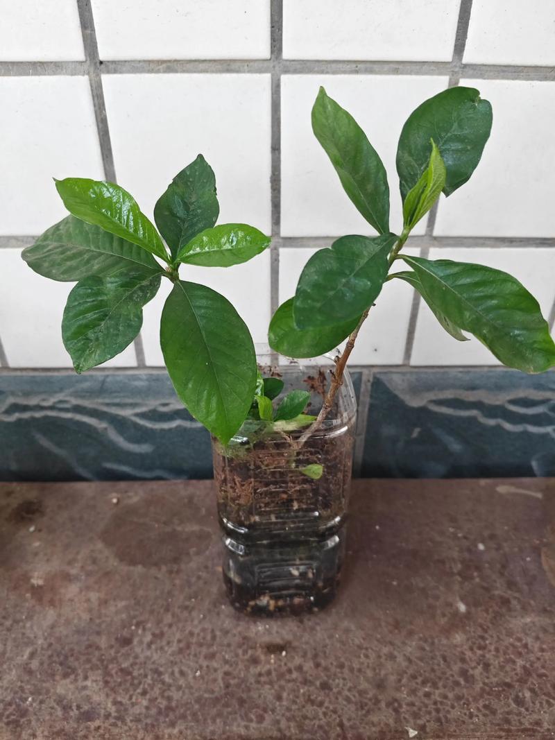 盆栽栀子花能直接水培吗？-第1张图片-吾爱花网