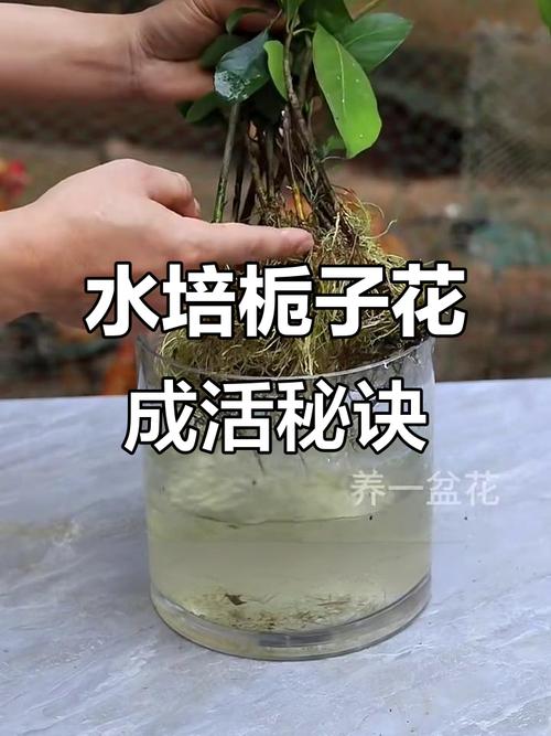 盆栽栀子花能直接水培吗？-第3张图片-吾爱花网