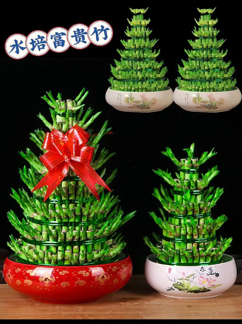 水培富贵竹怎么养水才好？-第2张图片-吾爱花网