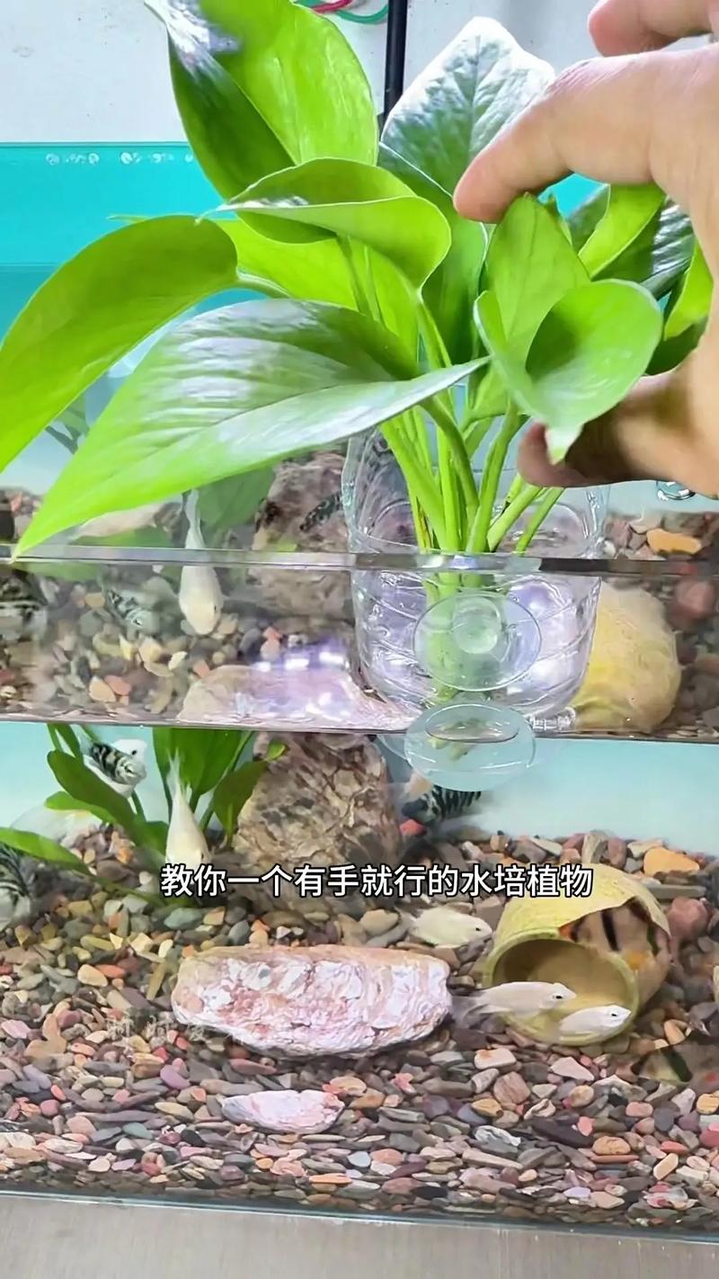 龟缸水培选绿萝还是吊兰？-第1张图片-吾爱花网