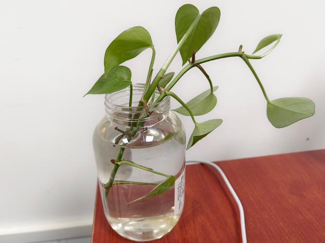 龟缸水培选绿萝还是吊兰？-第2张图片-吾爱花网