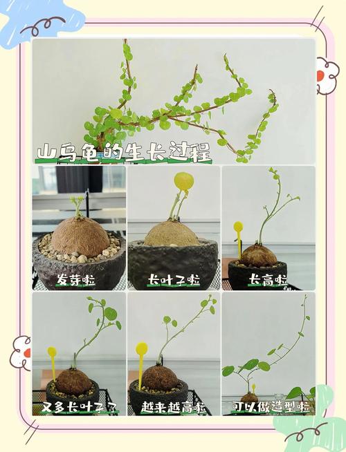 龟缸水培选绿萝还是吊兰？-第3张图片-吾爱花网