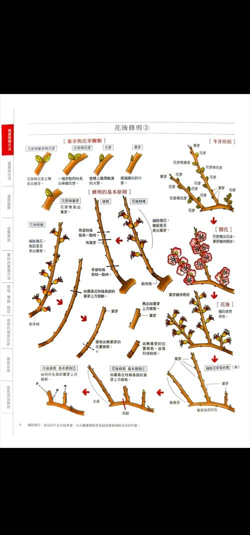 冬天水培植物如何提高成活率？-第3张图片-吾爱花网