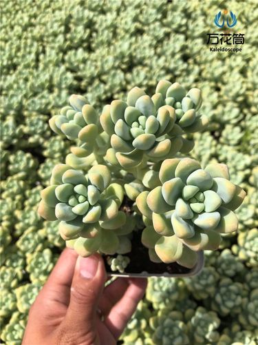 天使之泪多肉生根有啥技巧?-第1张图片-吾爱花网 天使之泪多肉生根有啥技巧?-第1张图片-吾爱花网