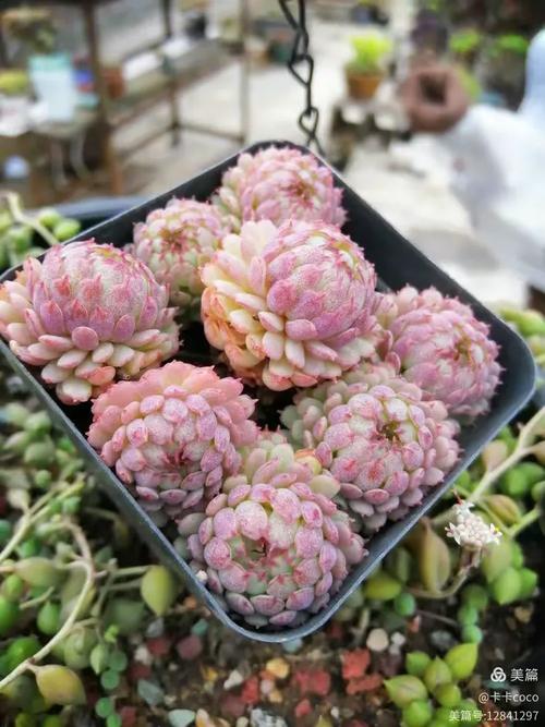 多肉新版小红衣图片长啥样?-第3张图片-吾爱花网 多肉新版小红衣图片长啥样?-第3张图片-吾爱花网