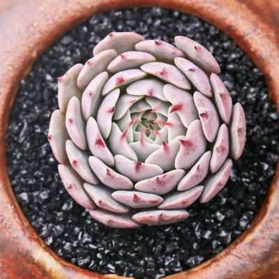 多肉新版小红衣图片长啥样?-第2张图片-吾爱花网 多肉新版小红衣图片长啥样?-第2张图片-吾爱花网