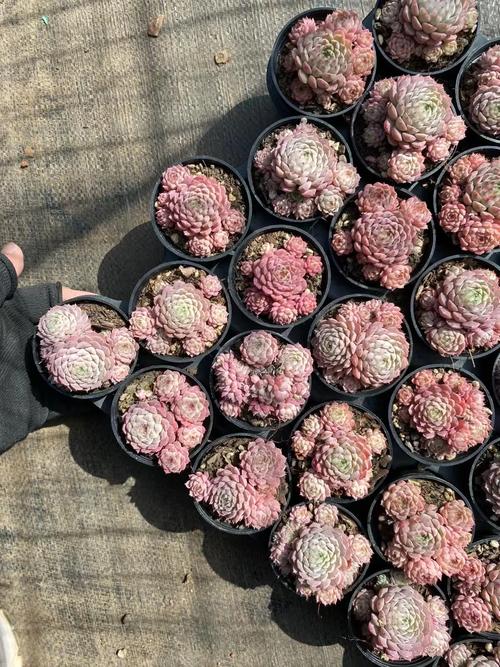 多肉新版小红衣图片长啥样?-第1张图片-吾爱花网 多肉新版小红衣图片长啥样?-第1张图片-吾爱花网