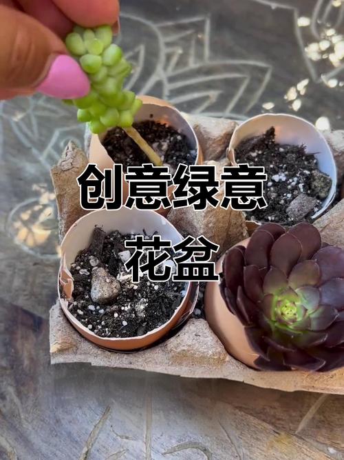 鸡蛋做多肉花肥可行吗?-第3张图片-吾爱花网 鸡蛋做多肉花肥可行吗?-第3张图片-吾爱花网