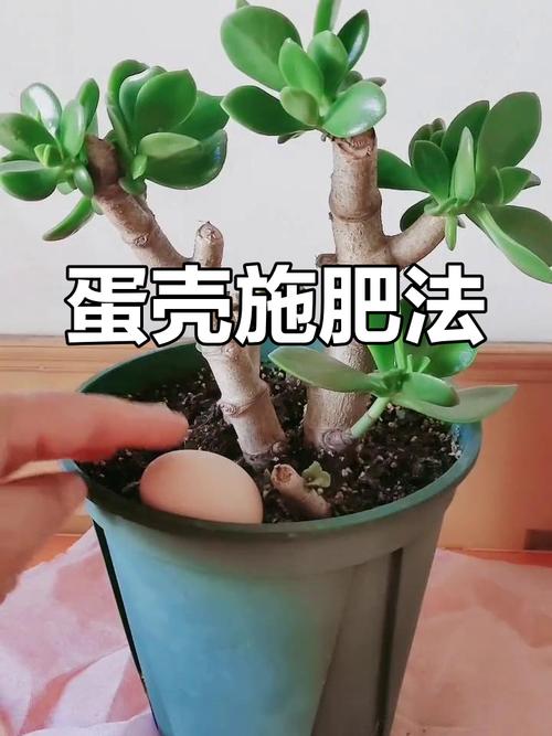 鸡蛋做多肉花肥可行吗?-第2张图片-吾爱花网 鸡蛋做多肉花肥可行吗?-第2张图片-吾爱花网