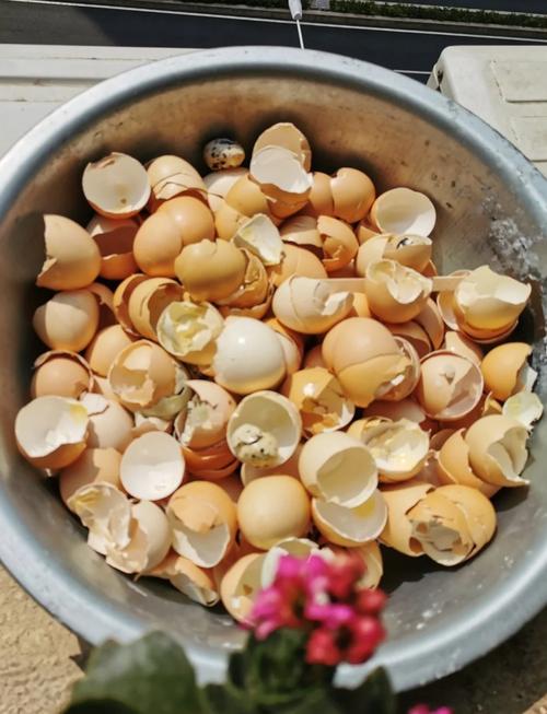 鸡蛋做多肉花肥可行吗?-第1张图片-吾爱花网 鸡蛋做多肉花肥可行吗?-第1张图片-吾爱花网