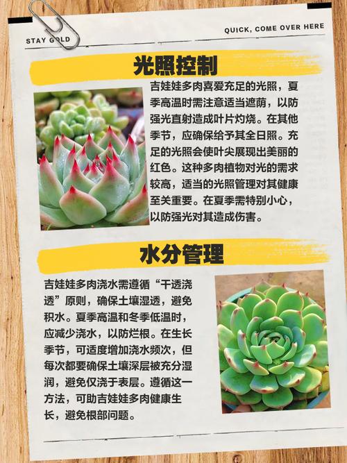 多肉吉娃娃如何养出惊艳变色?-第1张图片-吾爱花网 多肉吉娃娃如何养出惊艳变色?-第1张图片-吾爱花网