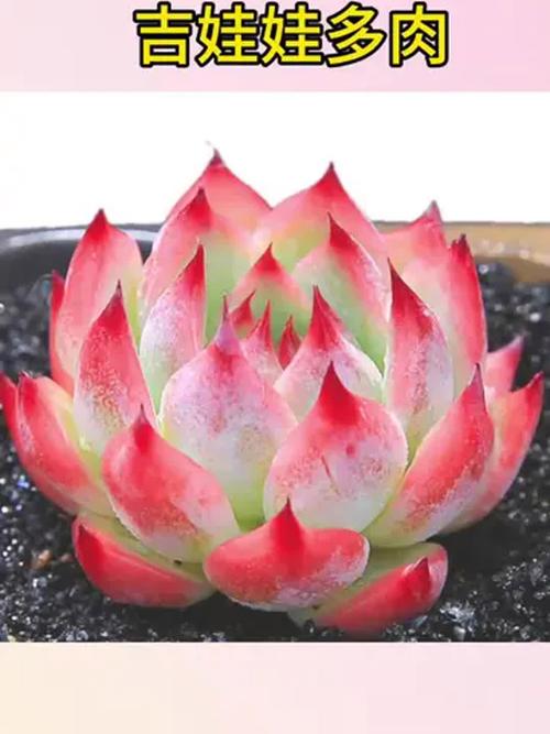 多肉吉娃娃如何养出惊艳变色?-第3张图片-吾爱花网 多肉吉娃娃如何养出惊艳变色?-第3张图片-吾爱花网