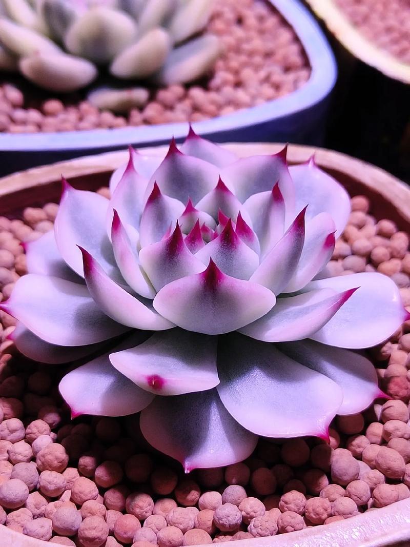 多肉吉娃娃如何养出惊艳变色?-第2张图片-吾爱花网 多肉吉娃娃如何养出惊艳变色?-第2张图片-吾爱花网