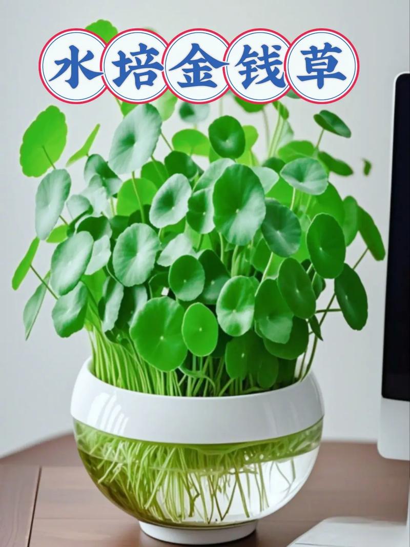 铜钱草水培怎么转半土？-第2张图片-吾爱花网