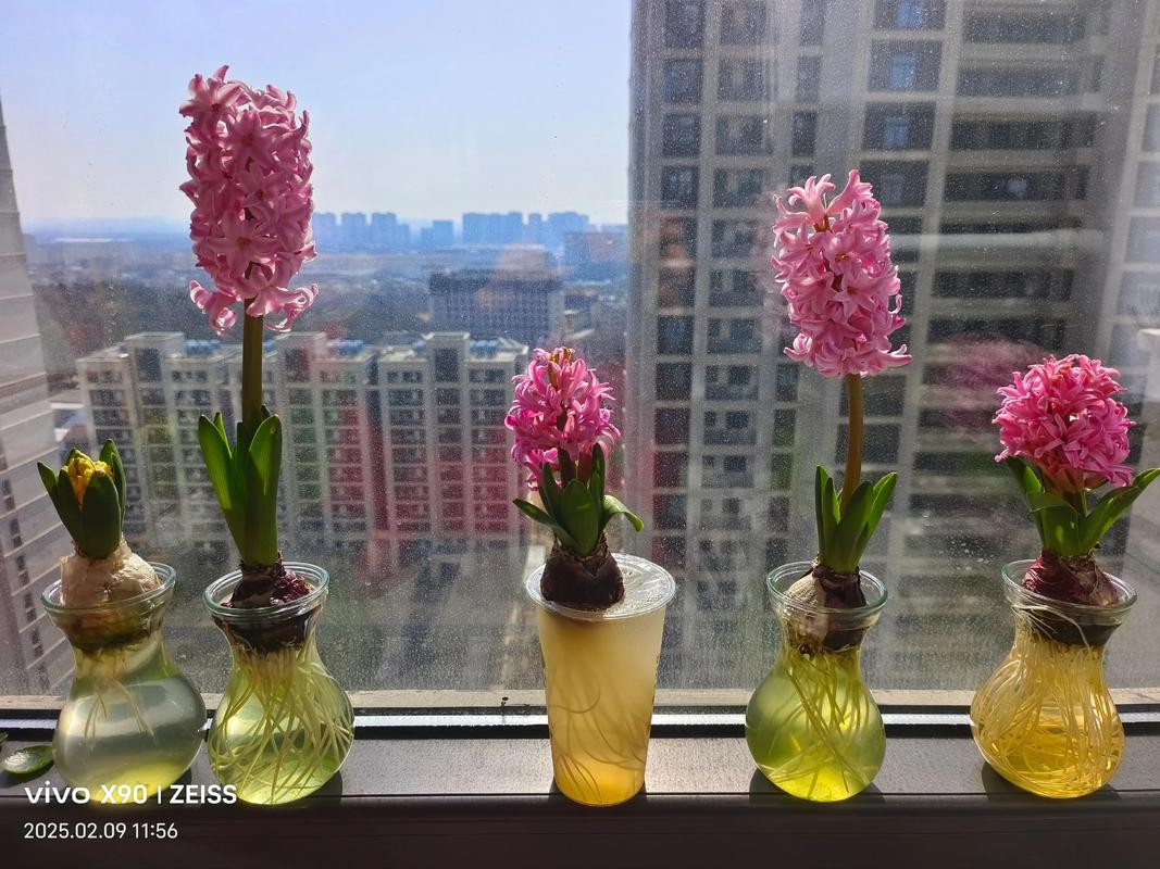 水培风信子能用尿素吗？-第1张图片-吾爱花网