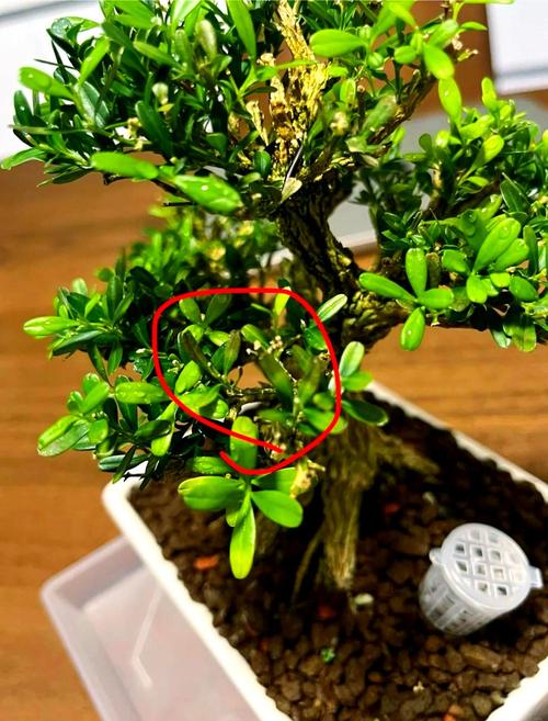 盆栽黄杨枯萎了怎么办?-第1张图片-吾爱花网 盆栽黄杨枯萎了怎么办?-第1张图片-吾爱花网