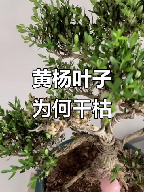 盆栽黄杨枯萎了怎么办?-第2张图片-吾爱花网 盆栽黄杨枯萎了怎么办?-第2张图片-吾爱花网