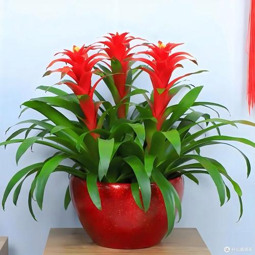 家里哪些绿植盆栽好养又值得养?-第3张图片-吾爱花网 家里哪些绿植盆栽好养又值得养?-第3张图片-吾爱花网