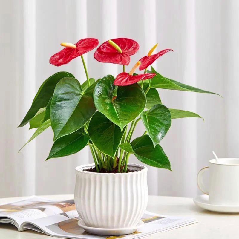 家里哪些绿植盆栽好养又值得养?-第1张图片-吾爱花网 家里哪些绿植盆栽好养又值得养?-第1张图片-吾爱花网