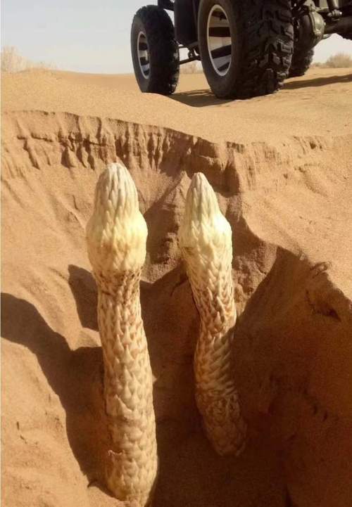 中国沙漠真的有肉嘟嘟的多肉吗?-第2张图片-吾爱花网 中国沙漠真的有肉嘟嘟的多肉吗?-第2张图片-吾爱花网