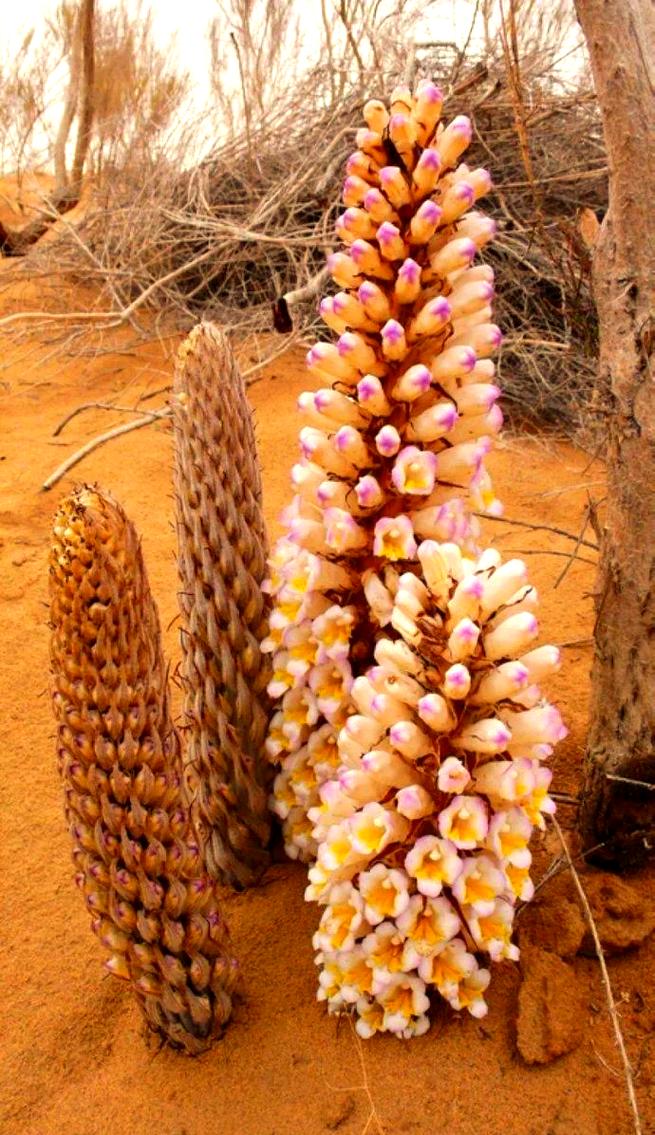 中国沙漠真的有肉嘟嘟的多肉吗?-第1张图片-吾爱花网 中国沙漠真的有肉嘟嘟的多肉吗?-第1张图片-吾爱花网