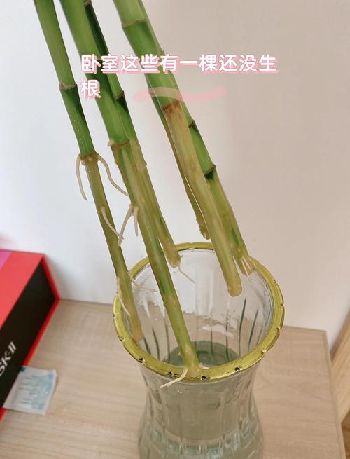 富贵竹水培剪叶后还能活吗？-第3张图片-吾爱花网