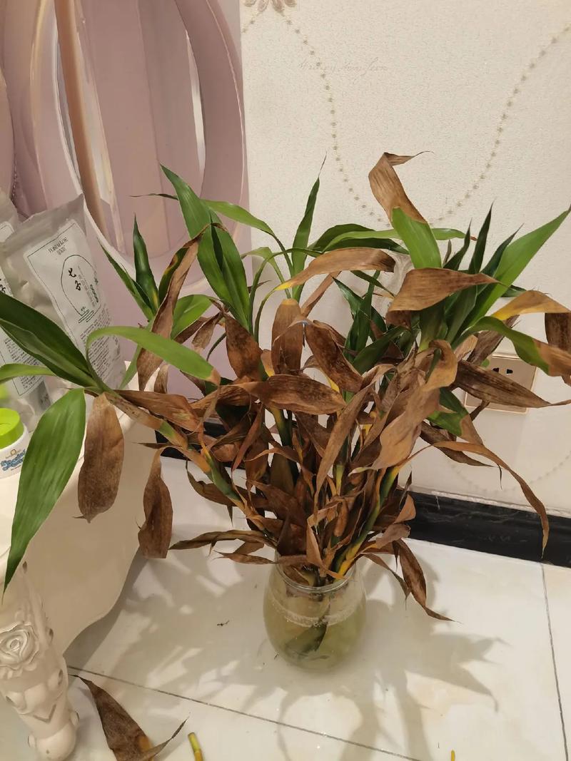 富贵竹水培剪叶后还能活吗?-第2张图片-吾爱花网 富贵竹水培剪叶后还能活吗?-第2张图片-吾爱花网