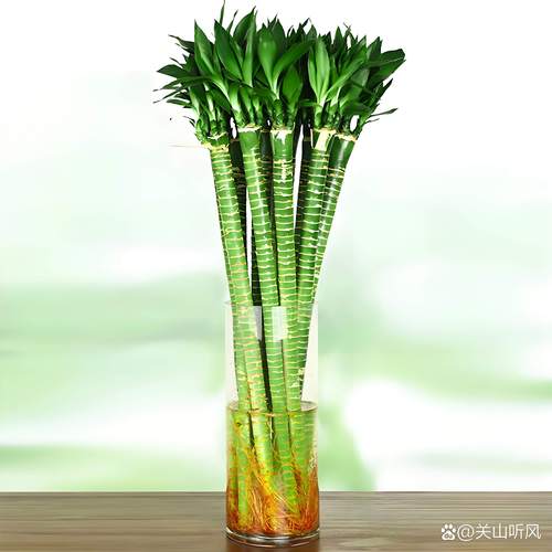 富贵竹水培剪叶后还能活吗?-第1张图片-吾爱花网 富贵竹水培剪叶后还能活吗?-第1张图片-吾爱花网