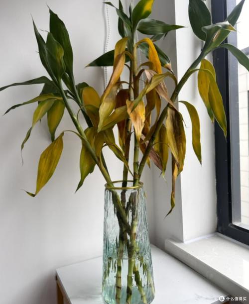 富贵竹叶子枯萎怎么办?-第1张图片-吾爱花网 富贵竹叶子枯萎怎么办?-第1张图片-吾爱花网