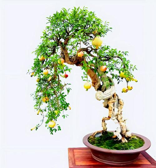 石榴盆栽花谢后怎么养护?-第1张图片-吾爱花网 石榴盆栽花谢后怎么养护?-第1张图片-吾爱花网