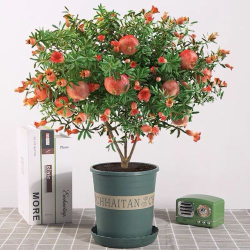 石榴盆栽花谢后怎么养护?-第3张图片-吾爱花网 石榴盆栽花谢后怎么养护?-第3张图片-吾爱花网