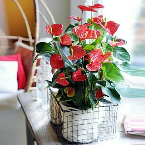 红掌水培玻璃盆怎么选?-第1张图片-吾爱花网 红掌水培玻璃盆怎么选?-第1张图片-吾爱花网