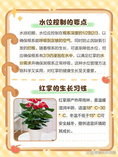 红掌水培玻璃盆怎么选？-第2张图片-吾爱花网