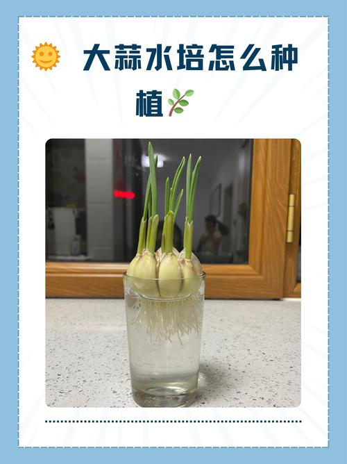 水培蒜怎么种?注意啥能高产?-第1张图片-吾爱花网 水培蒜怎么种?注意啥能高产?-第1张图片-吾爱花网