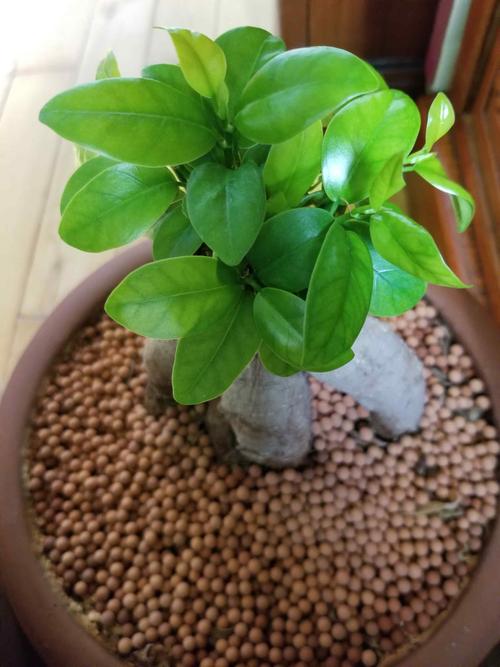 盆栽植物怎么养才好活?-第2张图片-吾爱花网 盆栽植物怎么养才好活?-第2张图片-吾爱花网